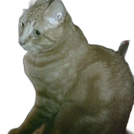 animal, staff, creature, crown transparent PNG cut-out
