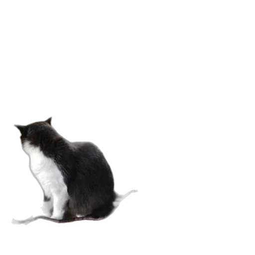 animal, creature, staff, robot transparent PNG cut-out