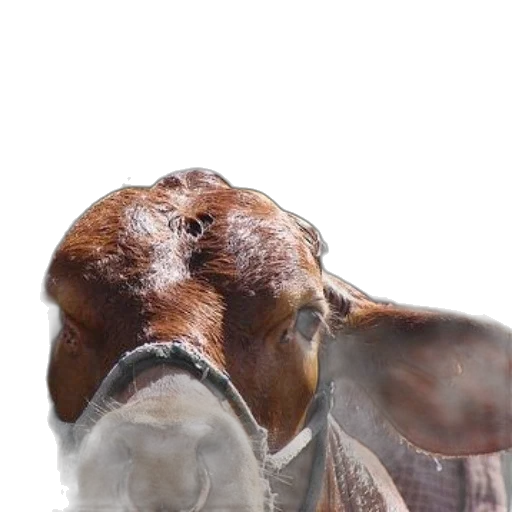 animal, face, creature, mask transparent PNG cut-out