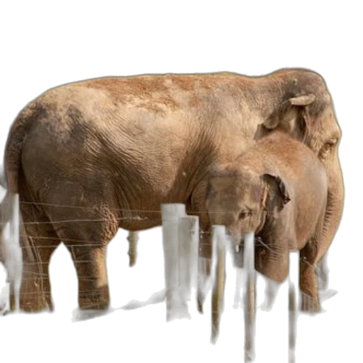 animal, creature, furniture, concept art transparent PNG cut-out