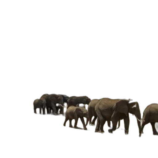 animal, 3d render, concept art, photorealistic transparent PNG cut-out