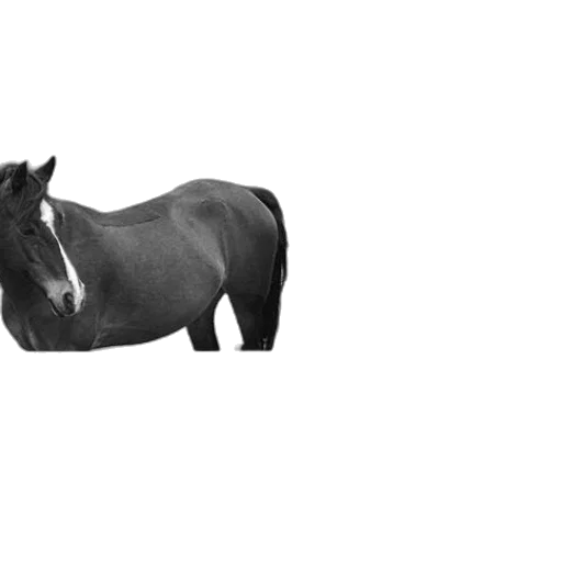 animal, creature, hat, hair transparent PNG cut-out