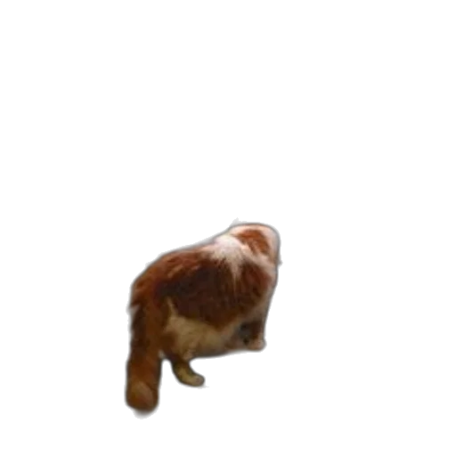 animal, creature, hair, hat transparent PNG cut-out