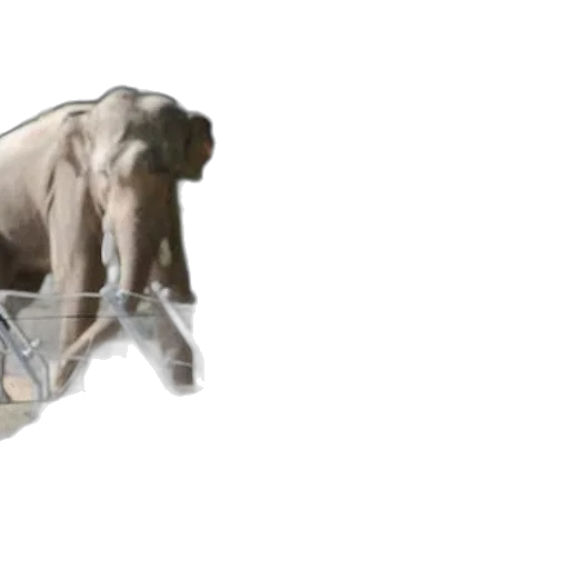 animal, creature, weapon, furniture transparent PNG cut-out