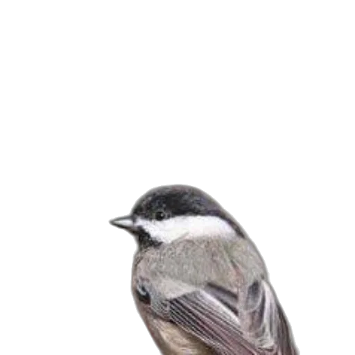 animal, creature, hat, face transparent PNG cut-out