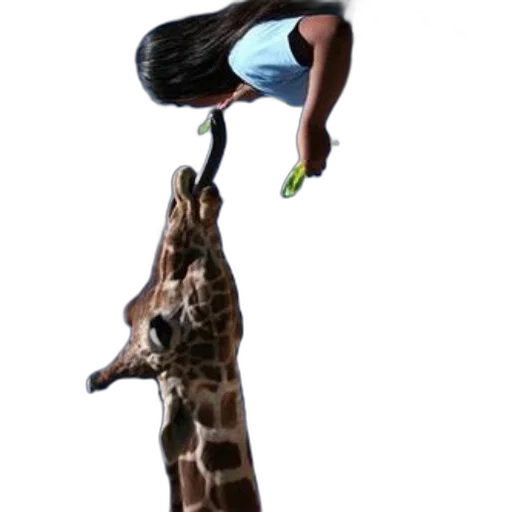 animal, staff, creature, concept art transparent PNG cut-out