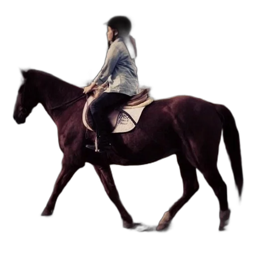 animal, jacket, photorealistic, concept art transparent PNG cut-out