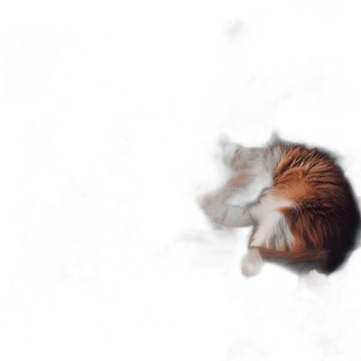 animal, creature, hair, face transparent PNG cut-out