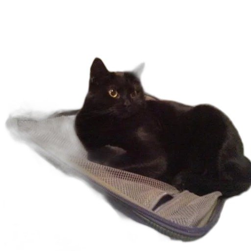 shoes, animal, creature, hat transparent PNG cut-out