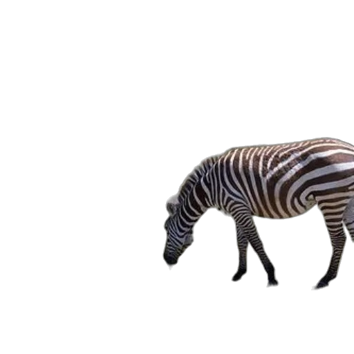 animal, creature, furniture, dragon transparent PNG cut-out