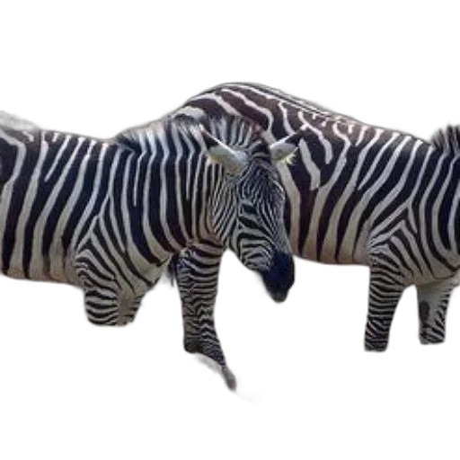 animal, creature, 3d render, concept art transparent PNG cut-out