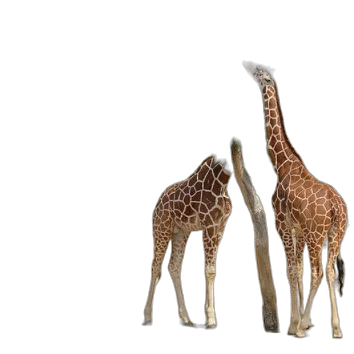 animal, creature, 3d render, concept art transparent PNG cut-out