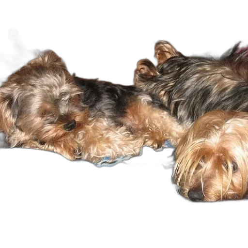 animal, creature, photorealistic, 3d render transparent PNG cut-out