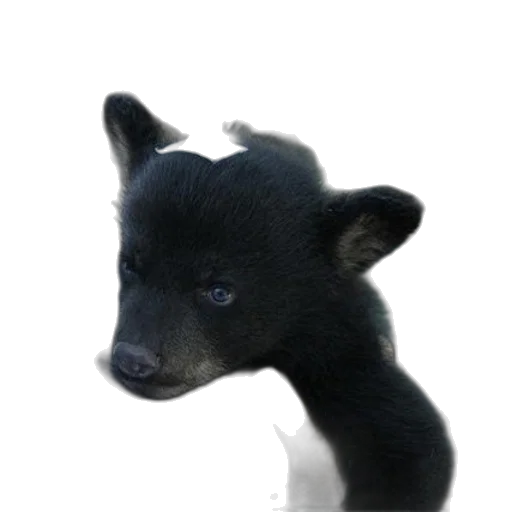 animal, creature, staff, dragon transparent PNG cut-out