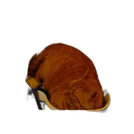 shoes, animal, hair, hat transparent PNG cut-out