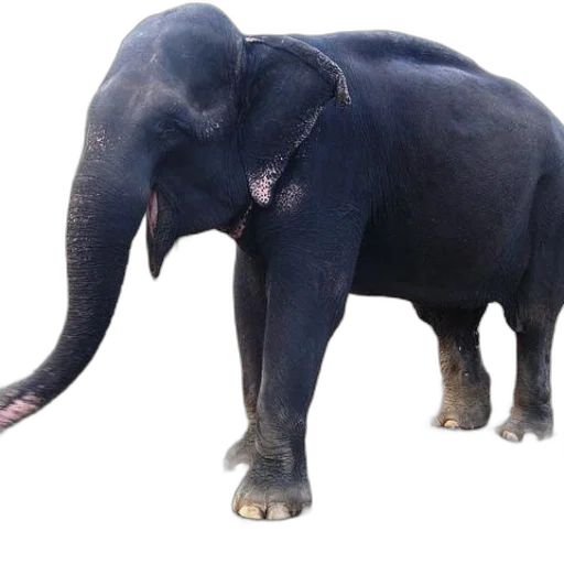 animal, creature, staff, weapon transparent PNG cut-out