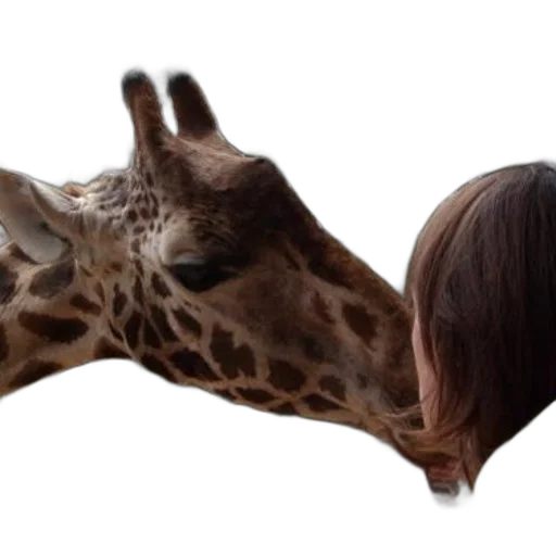 animal, creature, mask, face transparent PNG cut-out
