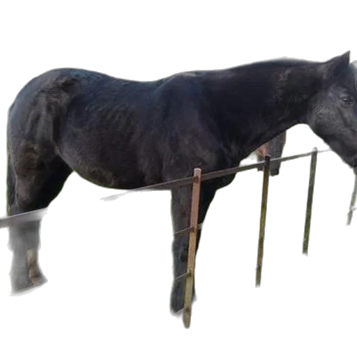 staff, animal, furniture, jewelry transparent PNG cut-out
