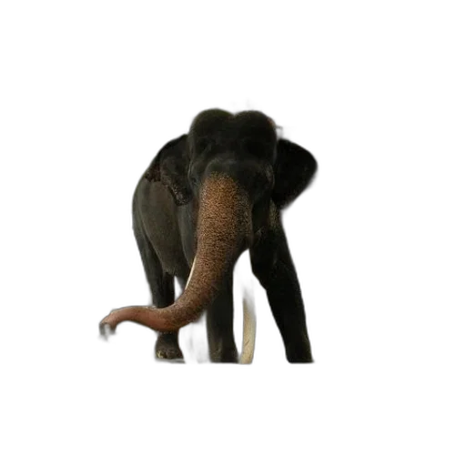 animal, creature, staff, hat transparent PNG cut-out