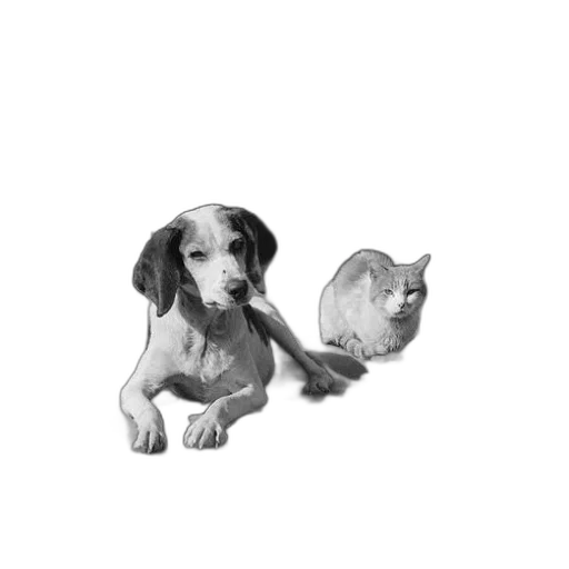 animal, staff, photorealistic, pencil sketch transparent PNG cut-out