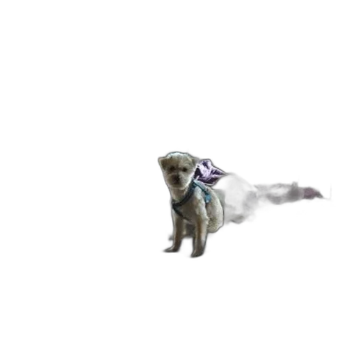creature, animal, dragon, staff transparent PNG cut-out