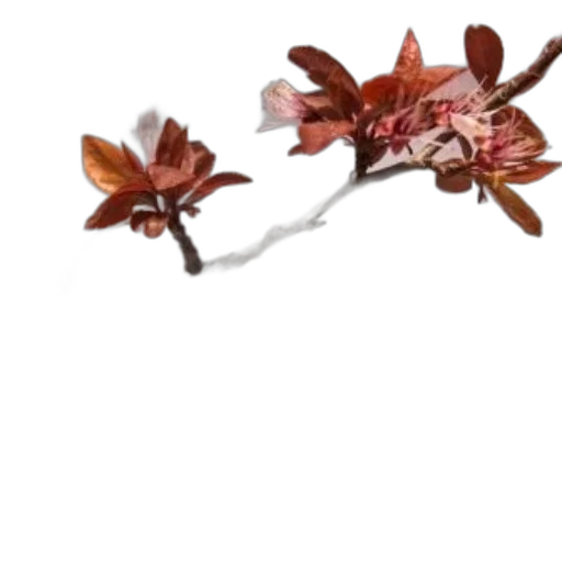 flower, crown, staff, jewelry transparent PNG cut-out
