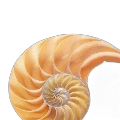 hair, jewelry, animal, food transparent PNG cut-out