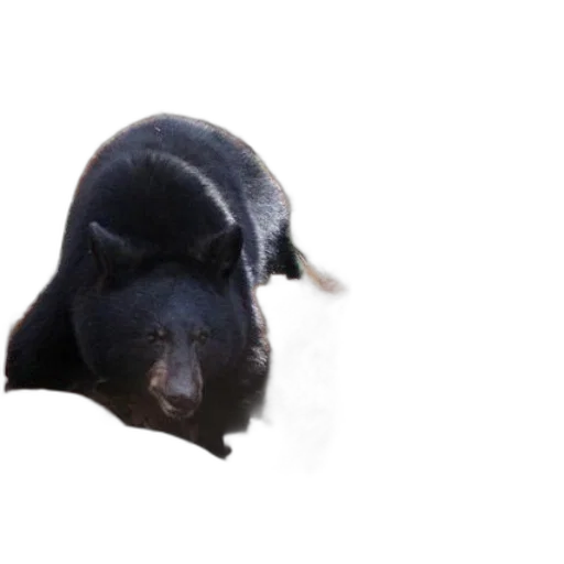 animal, creature, hat, face transparent PNG cut-out