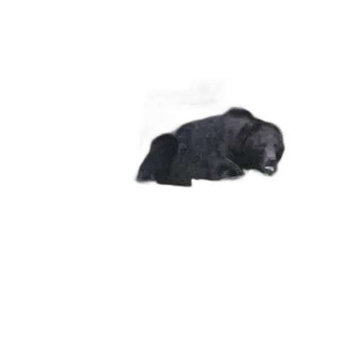animal, creature, staff, hat transparent PNG cut-out