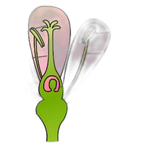 staff, hair, weapon, flower transparent PNG cut-out