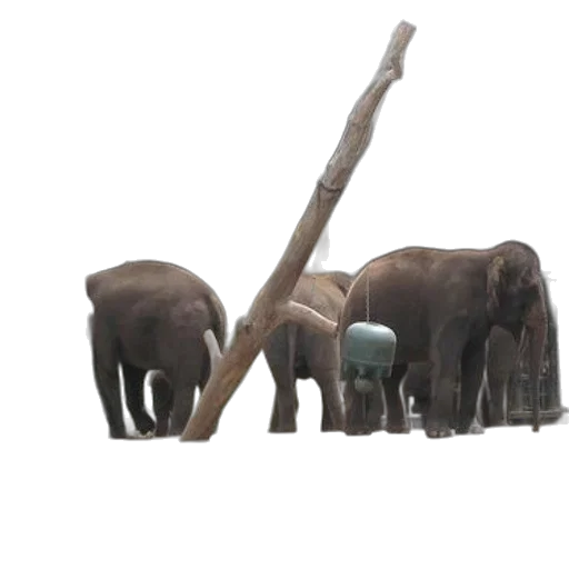 staff, animal, weapon, creature transparent PNG cut-out