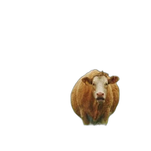 animal, food, jewelry, flower transparent PNG cut-out