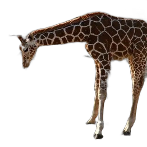 animal, creature, staff, weapon transparent PNG cut-out