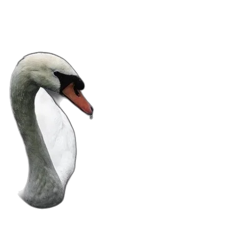 animal, mask, creature, hat transparent PNG cut-out