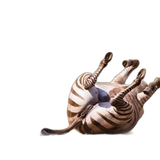 animal, food, shoes, creature transparent PNG cut-out