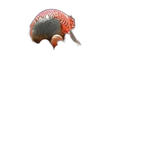 animal, creature, hat, food transparent PNG cut-out