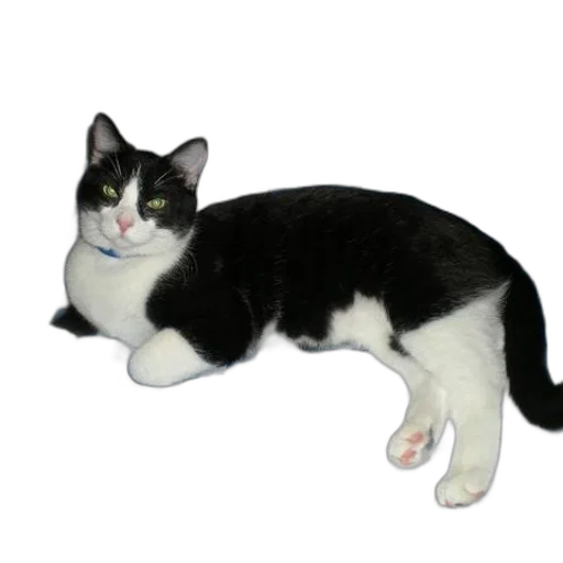 animal, staff, creature, jewelry transparent PNG cut-out