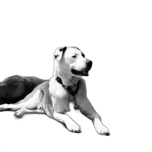 animal, creature, staff, photorealistic transparent PNG cut-out