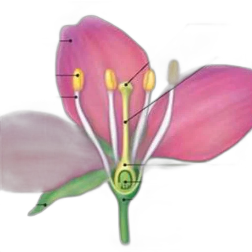 flower, jewelry, staff, crown transparent PNG cut-out