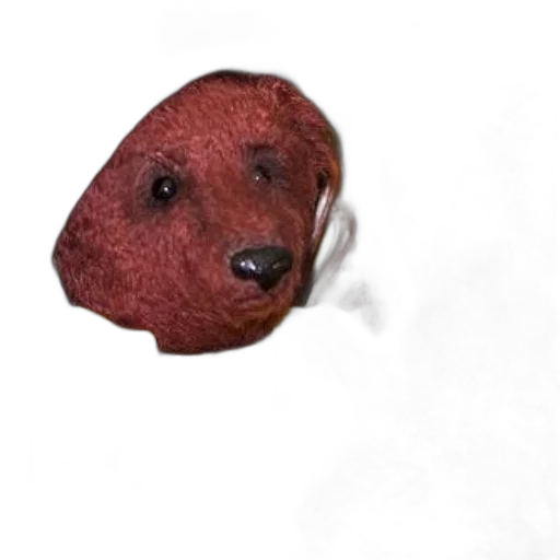 animal, food, creature, staff transparent PNG cut-out