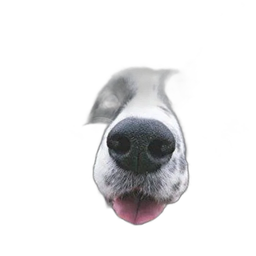face, animal, creature, staff transparent PNG cut-out