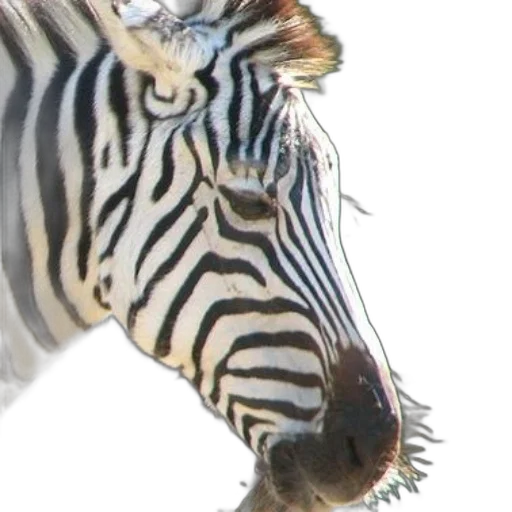 animal, creature, face, hat transparent PNG cut-out