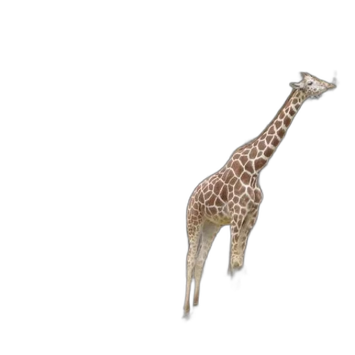 animal, creature, staff, jewelry transparent PNG cut-out