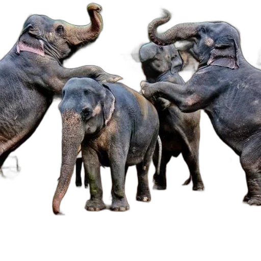 animal, concept art, photorealistic, elephants transparent PNG cut-out