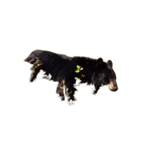 animal, creature, staff, hair transparent PNG cut-out