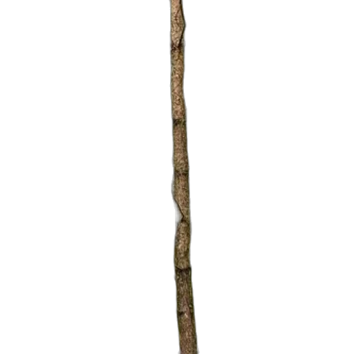 staff, sword, weapon, tree transparent PNG cut-out