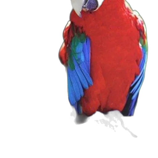 animal, jewelry, creature, staff transparent PNG cut-out