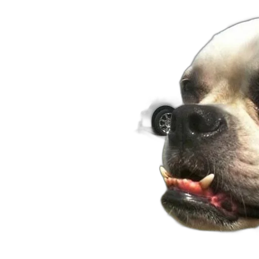 animal, face, creature, mask transparent PNG cut-out