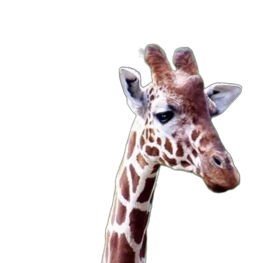 animal, staff, creature, face transparent PNG cut-out