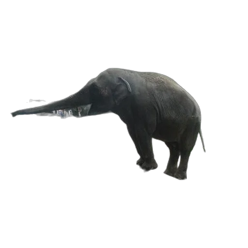 animal, creature, staff, weapon transparent PNG cut-out